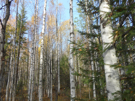 Березово-еловый лес через 20 лет после рубки ельника (Кылтовское лесничество) 