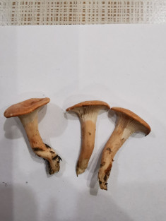 Aphroditeola olida (афродитеола пахучая)