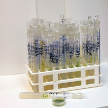 Коллекционные штаммы микроводорослей (автор фото О.Е. Валуйских)