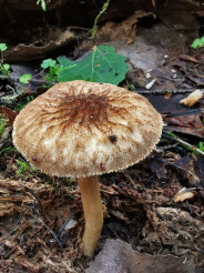 Pluteus umbrosus (Плютей тенистый) 