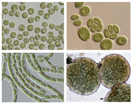 Микрофотографии микроводоросли и цианобактерий.