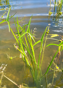 стрелолист обыкновенный (Sagittaria sagittifolia L.) (фото 1)